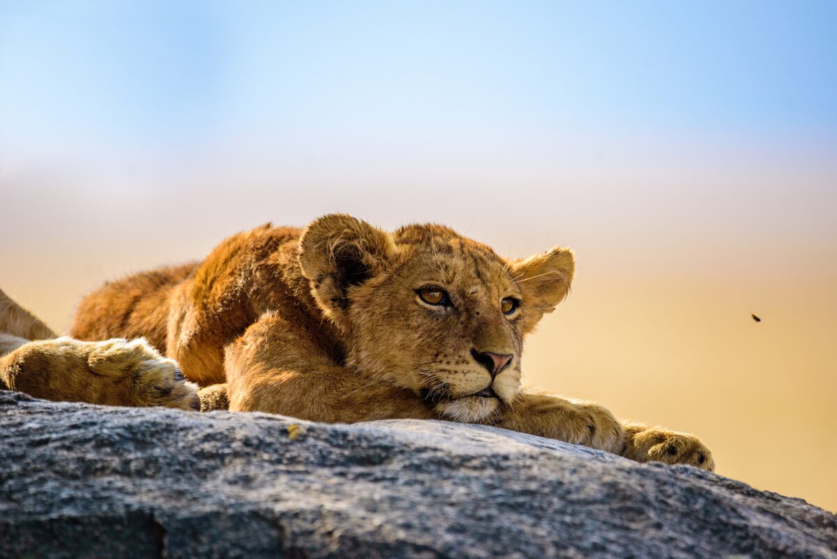 Marataba Safari Lodge in South Africa